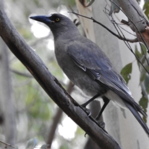 Strepera versicolor at Paddys River, ACT - 8 Jul 2018