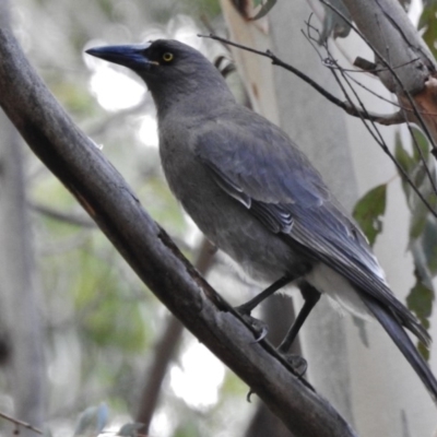 Strepera versicolor (Grey Currawong) at Paddys River, ACT - 8 Jul 2018 by JohnBundock