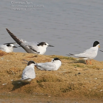 Sterna hirundo (Common Tern) at Jervis Bay National Park - 23 Jan 2015 by CharlesDove