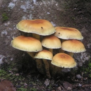 Hypholoma fasciculare at Paddys River, ACT - 8 Jul 2018