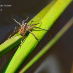 Dolomedes sp. (genus) at Garrads Reserve Narrawallee - 23 Jan 2015 by CharlesDove