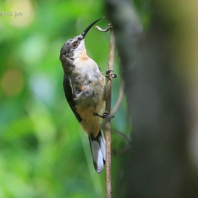 Acanthorhynchus tenuirostris (Eastern Spinebill) at Narrawallee, NSW - 21 Jan 2015 by CharlesDove