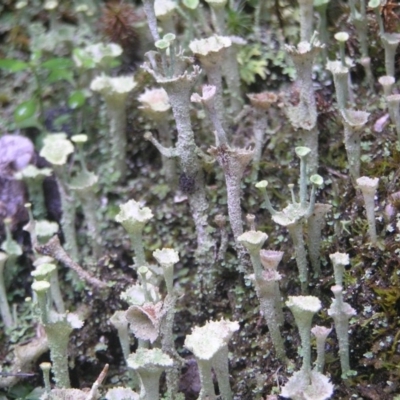 Cladonia sp. (genus) (Cup Lichen) at Paddys River, ACT - 8 Jul 2018 by MatthewFrawley