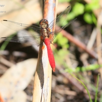 Orthetrum villosovittatum (Fiery Skimmer) at Garrads Reserve Narrawallee - 24 Jan 2015 by CharlesDove