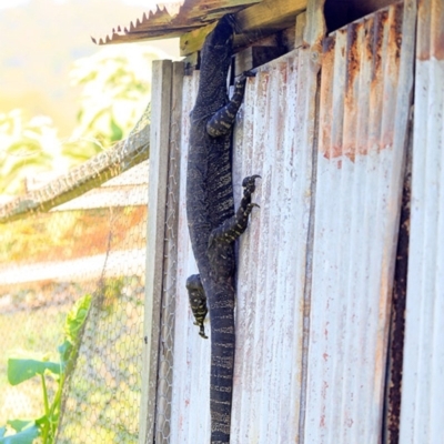 Varanus varius (Lace Monitor) at Kioloa, NSW - 23 Jan 2015 by CharlesDove