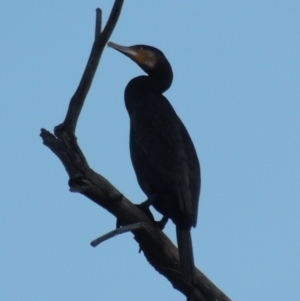 Phalacrocorax carbo at Greenway, ACT - 1 Apr 2018