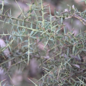 Daviesia ulicifolia at Paddys River, ACT - 27 Oct 2018 11:00 AM