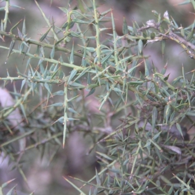 Daviesia ulicifolia (Gorse Bitter-pea) at Paddys River, ACT - 27 Oct 2018 by MatthewFrawley