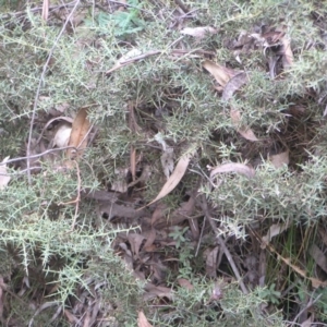 Daviesia ulicifolia at Paddys River, ACT - 27 Oct 2018