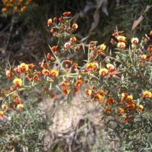 Daviesia ulicifolia at Paddys River, ACT - 27 Oct 2018 11:00 AM