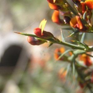 Daviesia ulicifolia at Paddys River, ACT - 27 Oct 2018 11:00 AM