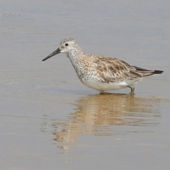 Calidris tenuirostris (Great Knot) at Jervis Bay National Park - 24 Jan 2015 by Charles Dove