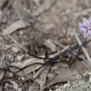 Thysanotus patersonii at Michelago, NSW - 27 Sep 2010