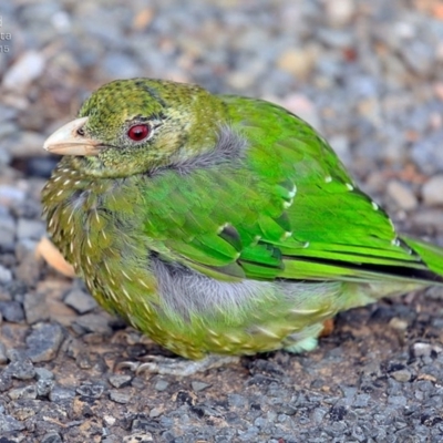 Ailuroedus crassirostris (Green Catbird) at Yatte Yattah, NSW - 22 Jan 2015 by CharlesDove