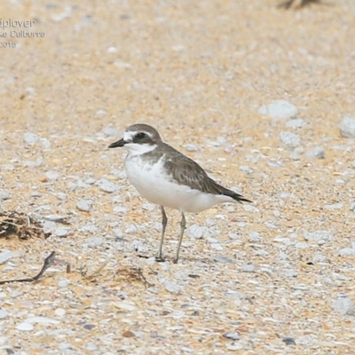 Anarhynchus mongolus (Siberian Sand-Plover) at Jervis Bay National Park - 24 Jan 2015 by Charles Dove