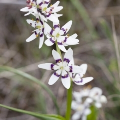 Wurmbea dioica subsp. dioica at Michelago, NSW - 27 Sep 2010