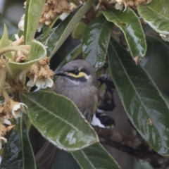 Caligavis chrysops (Yellow-faced Honeyeater) at Higgins, ACT - 12 Jun 2018 by Alison Milton