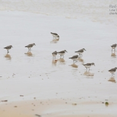 Calidris ruficollis (Red-necked Stint) at Lake Conjola, NSW - 19 Jan 2015 by Charles Dove