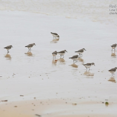 Calidris ruficollis (Red-necked Stint) at Lake Conjola, NSW - 20 Jan 2015 by CharlesDove