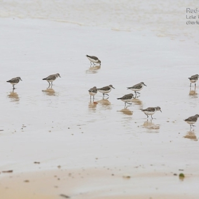 Calidris ruficollis (Red-necked Stint) at Lake Conjola, NSW - 19 Jan 2015 by Charles Dove