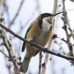 Acanthorhynchus tenuirostris (Eastern Spinebill) at Higgins, ACT - 8 Jul 2018 by AlisonMilton