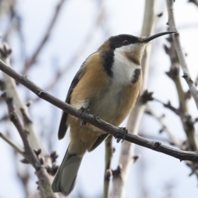 Acanthorhynchus tenuirostris (Eastern Spinebill) at Higgins, ACT - 8 Jul 2018 by AlisonMilton