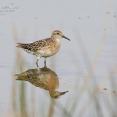 Calidris acuminata (Sharp-tailed Sandpiper) at Jervis Bay National Park - 23 Jan 2015 by Charles Dove