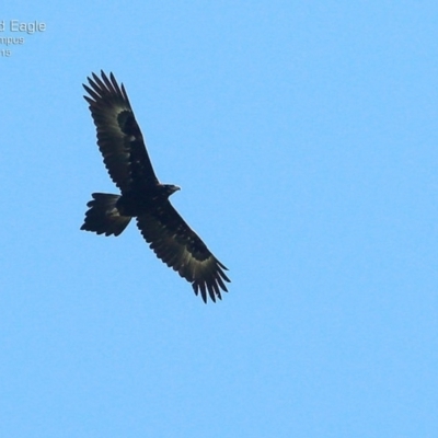 Aquila audax (Wedge-tailed Eagle) at Kioloa, NSW - 23 Jan 2015 by CharlesDove