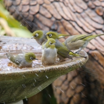 Zosterops lateralis (Silvereye) at Higgins, ACT - 8 Jul 2018 by Alison Milton