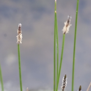 Eleocharis sp. at Illilanga & Baroona - 24 Oct 2010