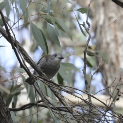 Colluricincla harmonica (Grey Shrikethrush) at Acton, ACT - 22 May 2018 by Alison Milton