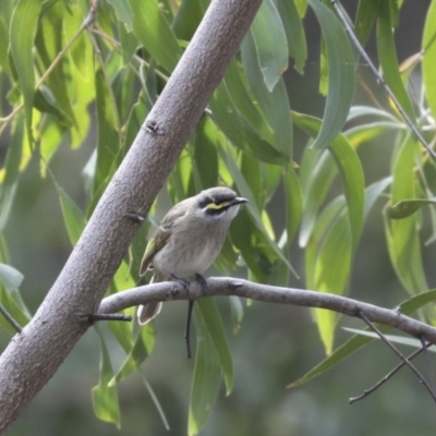 Caligavis chrysops (Yellow-faced Honeyeater) at Acton, ACT - 22 May 2018 by AlisonMilton