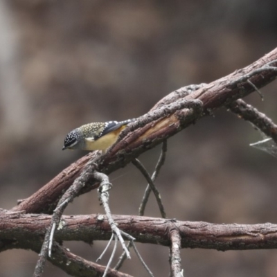 Pardalotus punctatus (Spotted Pardalote) at Acton, ACT - 22 May 2018 by AlisonMilton