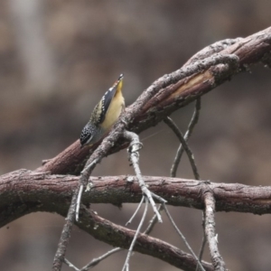 Pardalotus punctatus at Acton, ACT - 22 May 2018