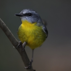 Eopsaltria australis (Eastern Yellow Robin) at Acton, ACT - 22 May 2018 by Alison Milton