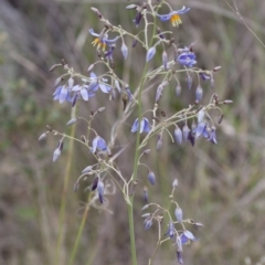 Dianella sp. aff. longifolia (Benambra) (Pale Flax Lily, Blue Flax Lily) at Michelago, NSW - 12 Dec 2011 by Illilanga