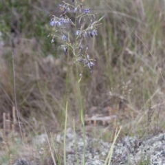 Dianella sp. aff. longifolia (Benambra) at Michelago, NSW - 12 Dec 2011