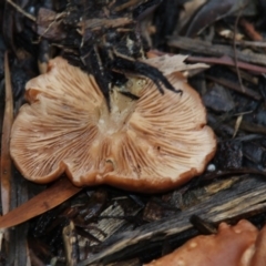 zz agaric (stem; gills white/cream) at ANBG - 28 Jun 2018 by Alison Milton