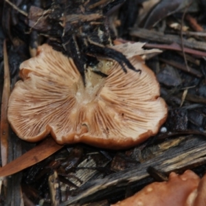 zz agaric (stem; gills white/cream) at Acton, ACT - 29 Jun 2018 09:50 AM