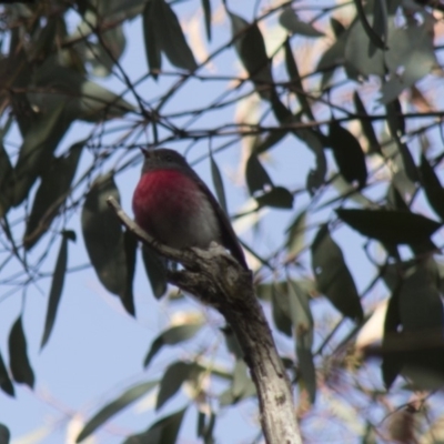 Petroica rosea (Rose Robin) at Acton, ACT - 29 Jun 2018 by Alison Milton