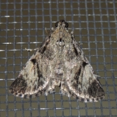 Salma cinerascens (A Pyralid moth) at Conder, ACT - 17 Jan 2018 by MichaelBedingfield