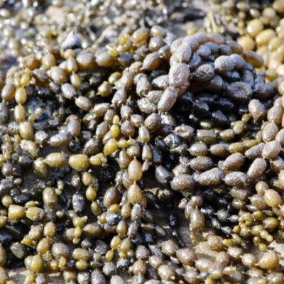 Hormosira banksii (Neptune's Necklace) at Nelson, NSW - 13 Jun 2018 by RossMannell