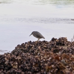 Butorides striata (Striated Heron) at Nelson, NSW - 13 Jun 2018 by RossMannell