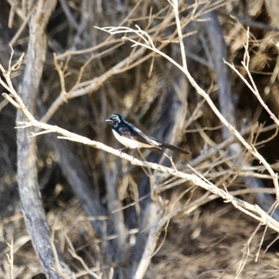 Rhipidura leucophrys (Willie Wagtail) at Nelson, NSW - 13 Jun 2018 by RossMannell