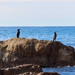 Phalacrocorax carbo (Great Cormorant) at Nelson, NSW - 13 Jun 2018 by RossMannell