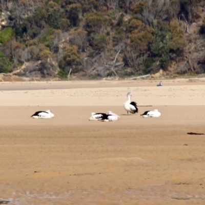 Pelecanus conspicillatus (Australian Pelican) at Nelson, NSW - 13 Jun 2018 by RossMannell