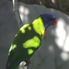 Trichoglossus moluccanus (Rainbow Lorikeet) at Conder, ACT - 6 Mar 2018 by michaelb