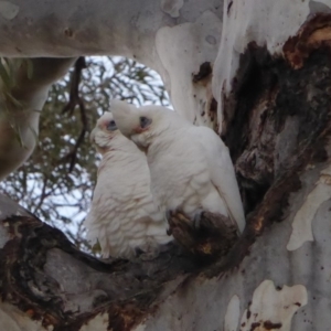 Cacatua sanguinea at Hughes, ACT - 7 Jul 2018