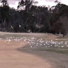 Cacatua sanguinea at Hughes, ACT - 7 Jul 2018 04:43 PM