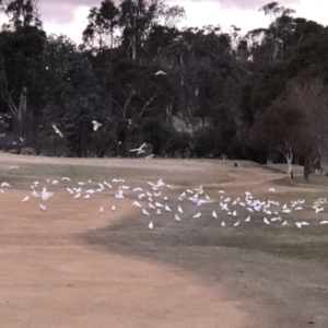 Cacatua sanguinea at Hughes, ACT - 7 Jul 2018